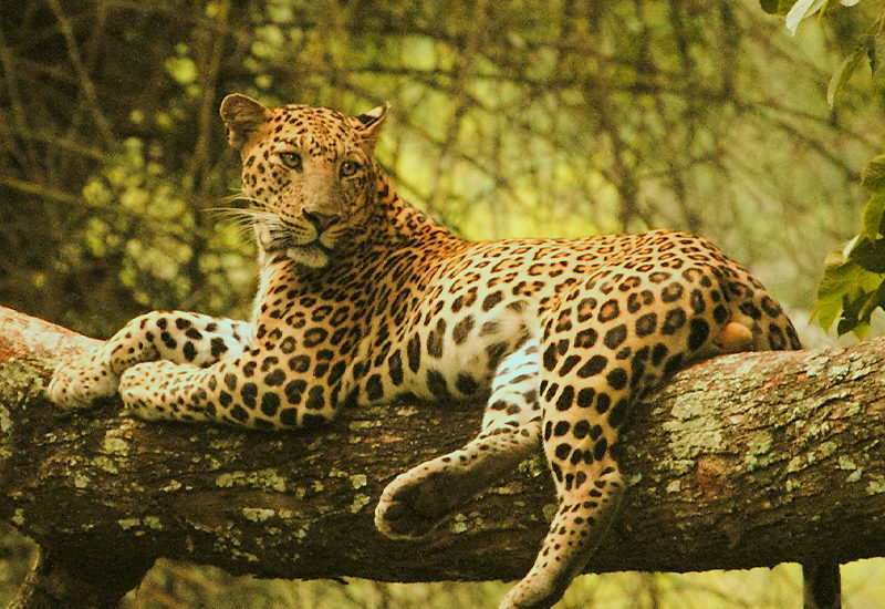 leopard in Kabini - ವನ್ಯಜೀವಿ