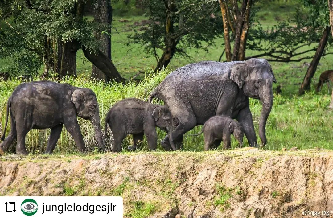 #Repost @junglelodgesjlr
...
The JLR Kings Sanctuary offers the right mix of leisure, delicious cuisines and wilderness experiences all wrapped around the warm hospitality of our staff.

Here are a few pictures from the wild side of Nagarhole.

Picture Credits: @vijay_d_s 

#JLRKingsSanctuary #Nagarhole #Wildlife #WildlifePhotography @wildkarnataka @karnatakaworld #Photography #JungleLodges #WildlifeGetaway #SafeTravels #Wilderness