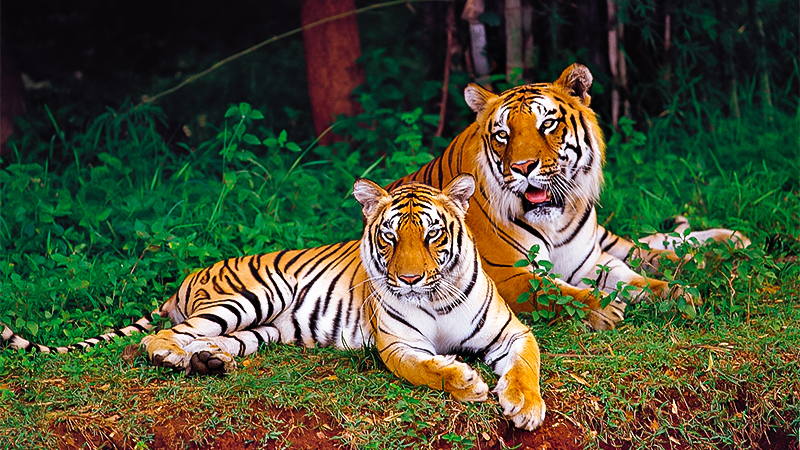 nagarhole jungle safari About Nagarhole