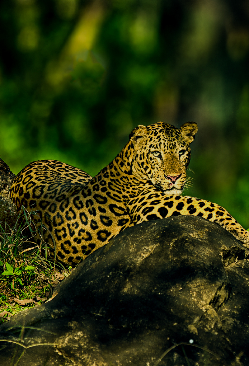 Chikkamagaluru Bhadra Tiger Reserve