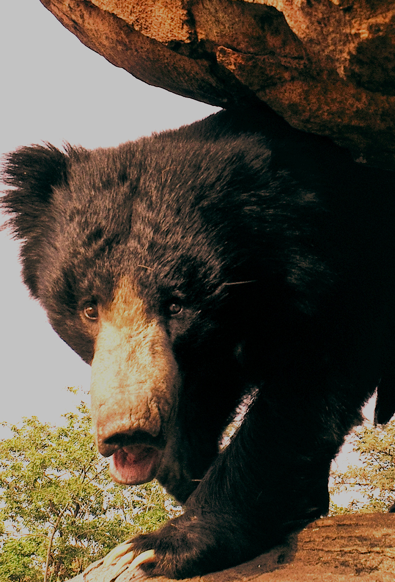 Daroji Sloth Bear Sanctuary Karnataka Tourism Daroji sloth bear sanctuary karnataka tourism