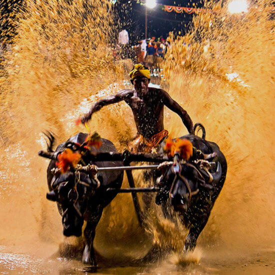 kambala