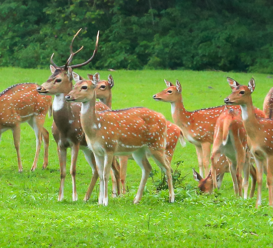 Someshwara Wildlife Sanctuary