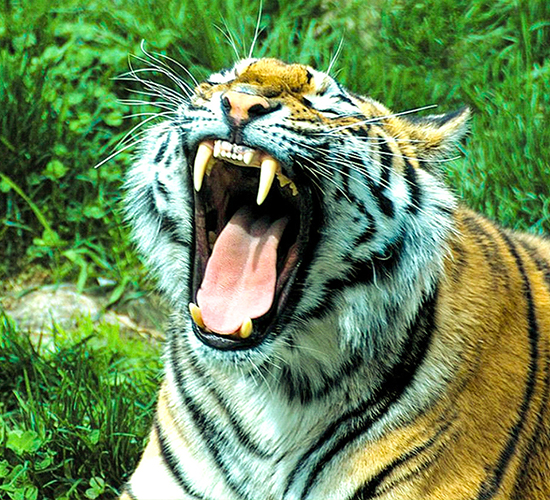 ಬನ್ನೇರುಘಟ್ಟ ರಾಷ್ಟ್ರೀಯ ಉದ್ಯಾನ