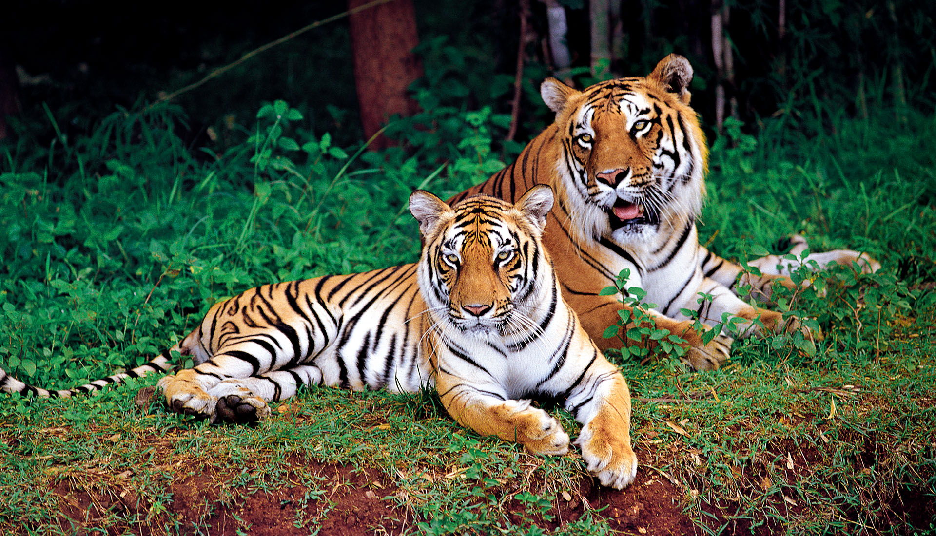 International Tigers Day Feature