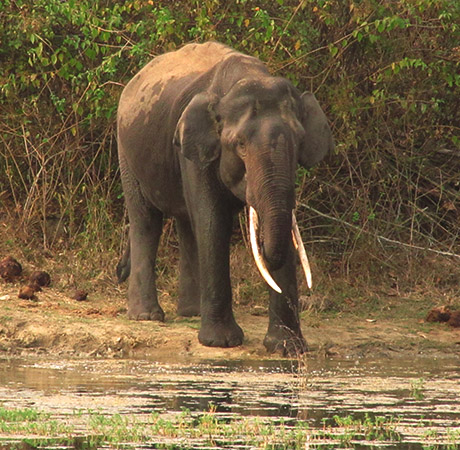 World Elephant Day