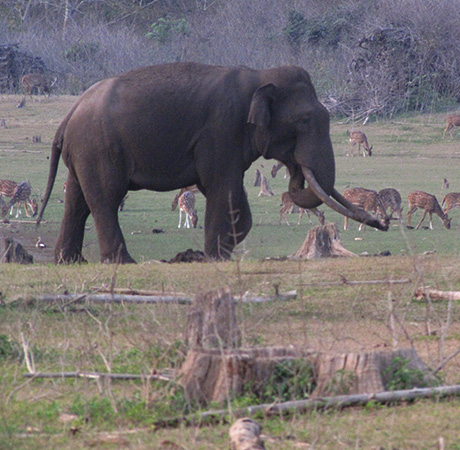 World Elephant Day
