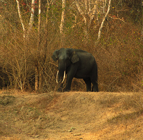 World Elephant Day