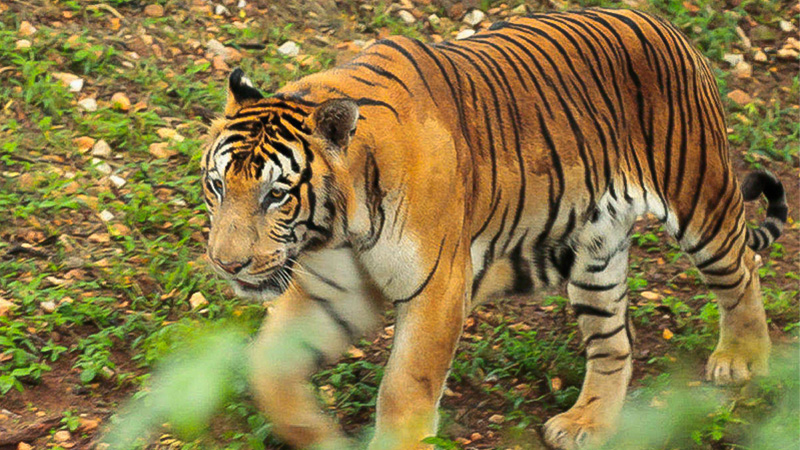ಮೈಸೂರು ಮೃಗಾಲಯದಲ್ಲಿ ನನ್ನ ಸುಂದರ ಅನುಭವ