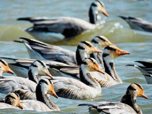 Must Visit Bird Sanctuaries in karnataka