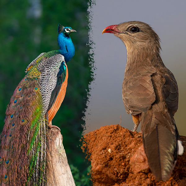 Birds in Karnataka Forests