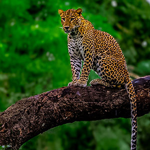 Kabini – The land of spectacular landscapes and wildlife