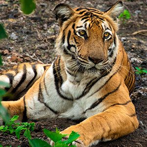 International Tiger Day-2022